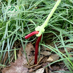 Outdoor high-strength aluminum alloy ground stakes 18cm, question mark-shaped stakes, camping tent stakes, hexagonal 7-shaped stakes